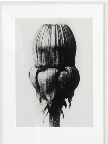 [Common Dandelion] Arte con marco Common Dandelion, azu