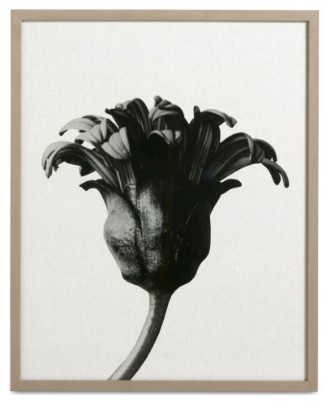 [Forms in nature] Forms in nature Galería, negro/beige.