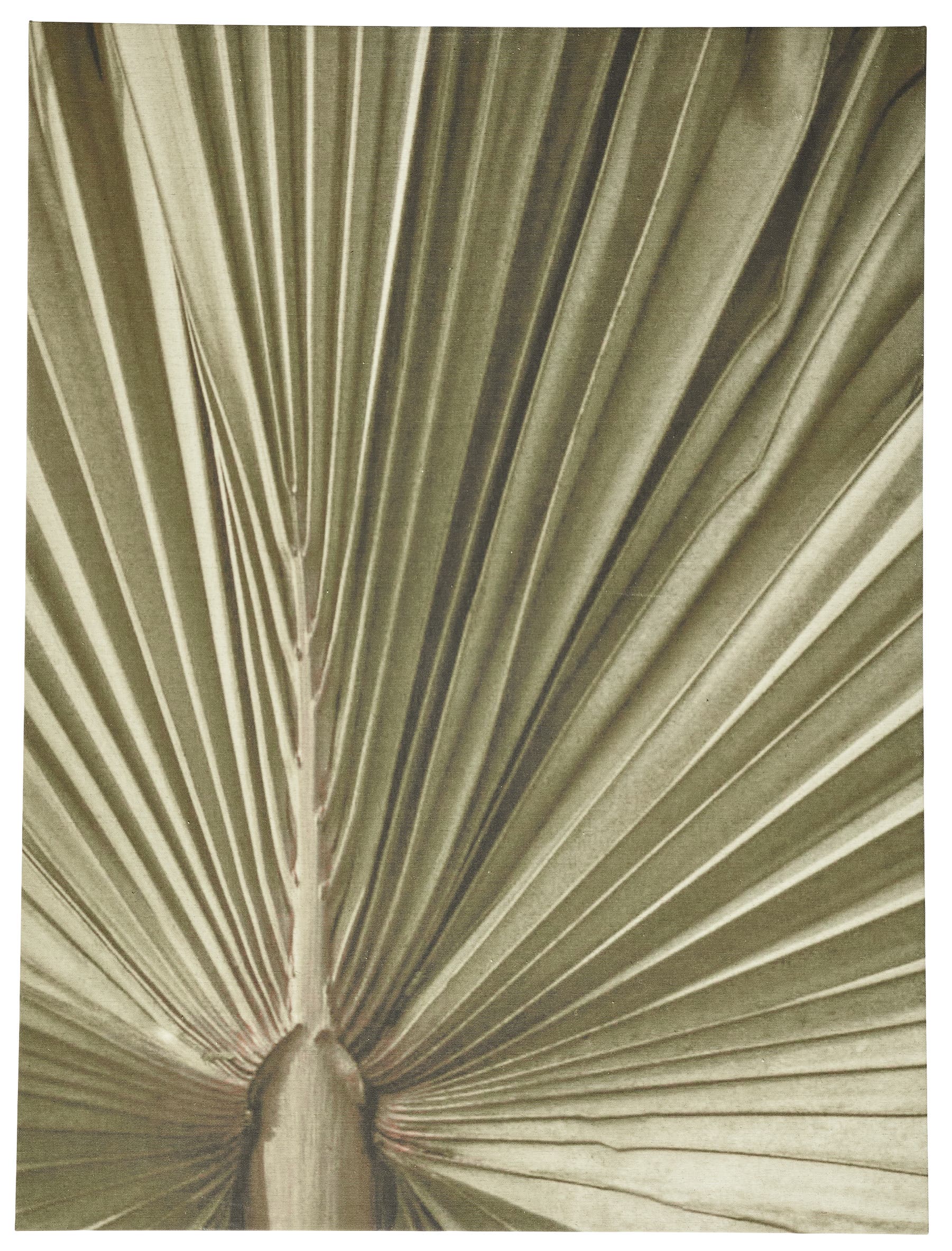 [Palm leaf] Palm leaf gallery, tintado natural. A120xL9